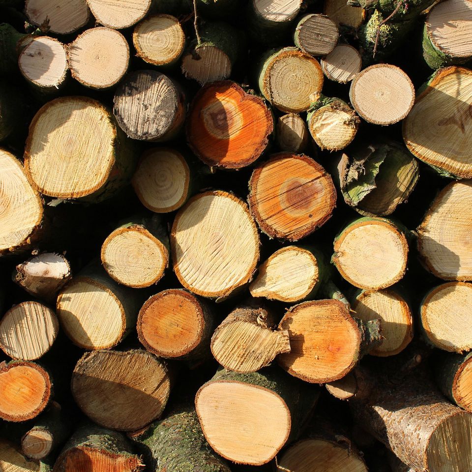 Tree removal and tree services including stump grinding, pruning, trimming in Maryland 