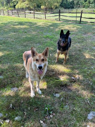 2 dogs standing