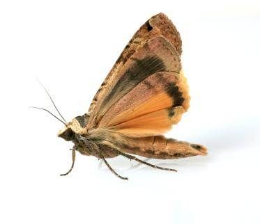 Moth
