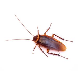 Americancockroach