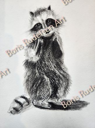 Black Chock. Racoon