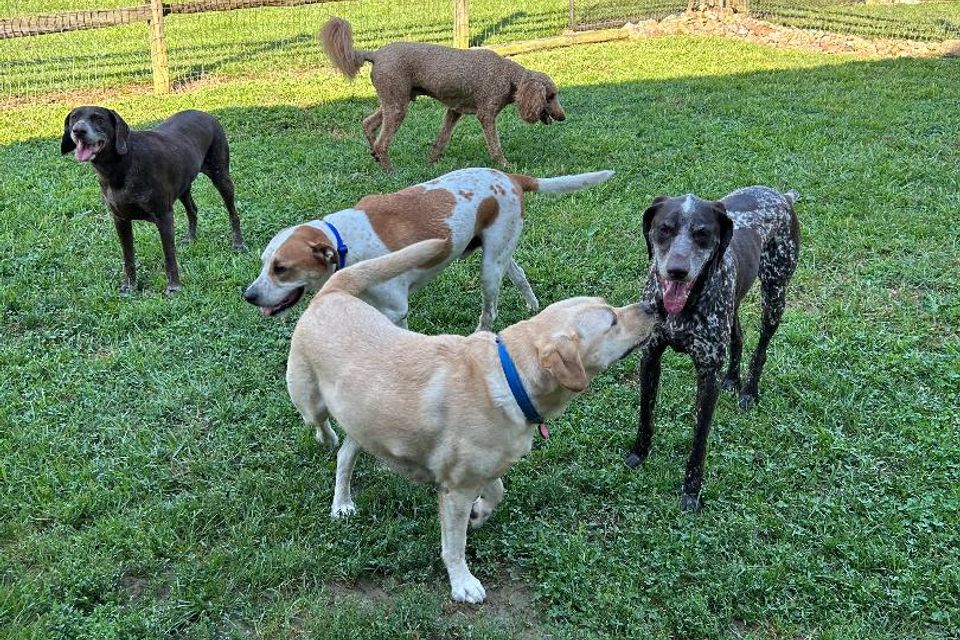 5dogs