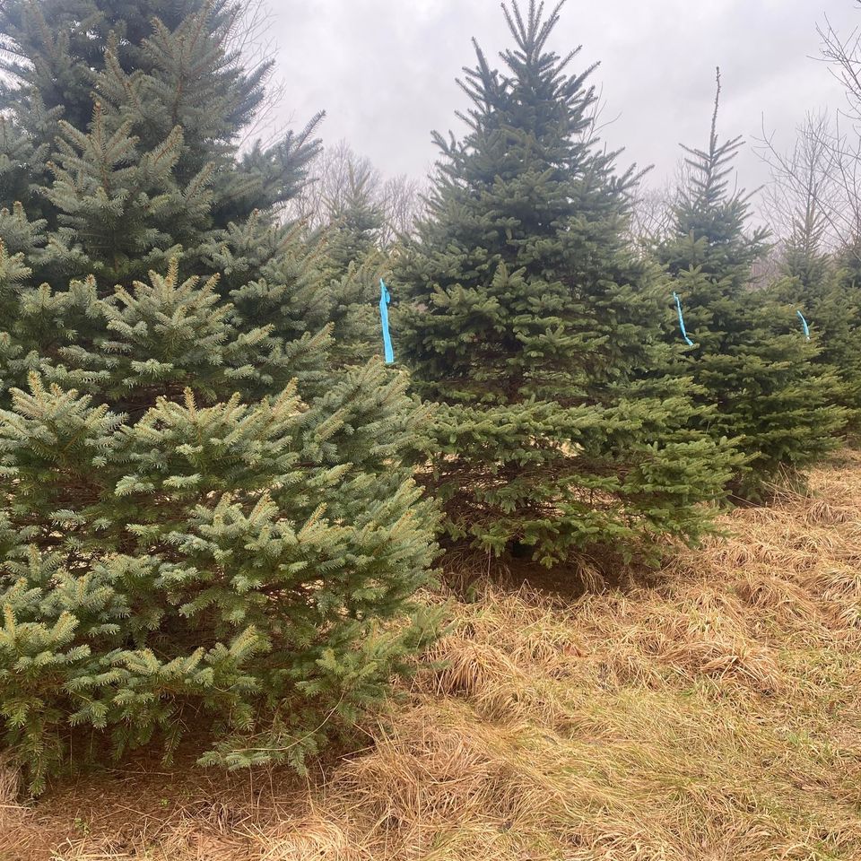 Blue spruce 2