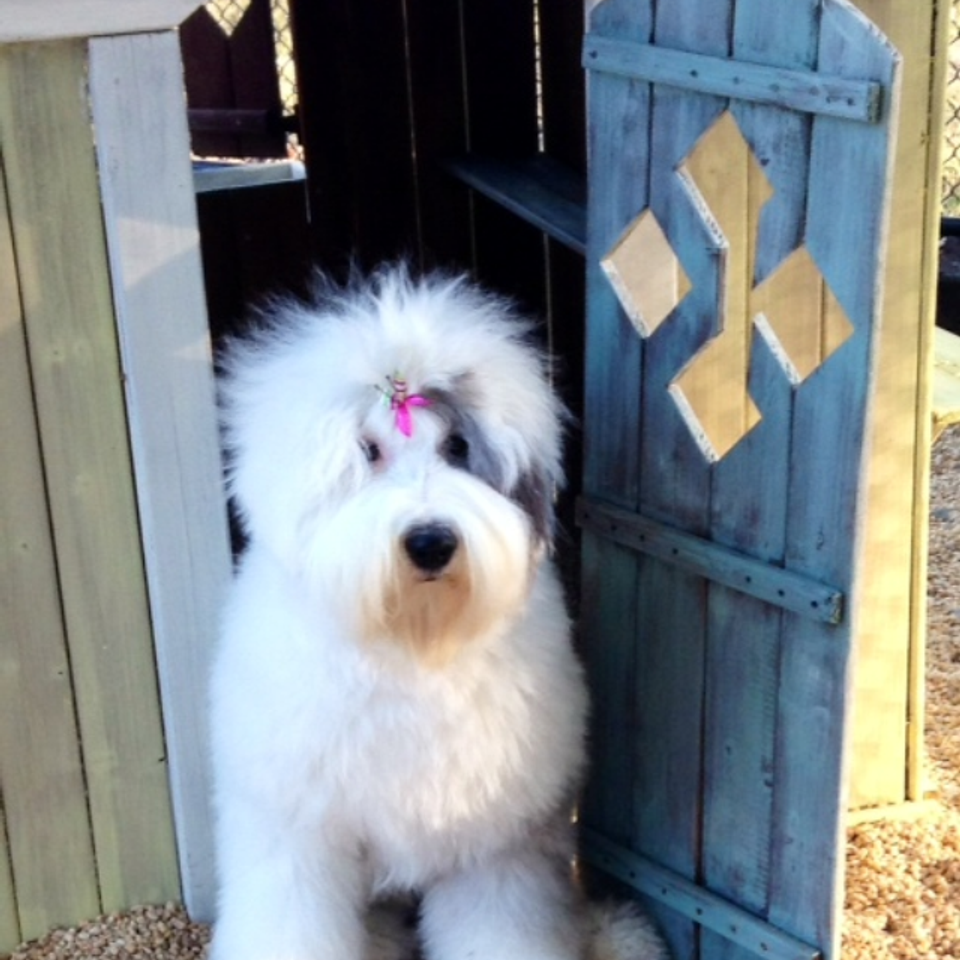 Faces   nattie  old english sheepdog