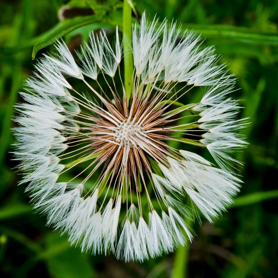 Rc fl dandelion 1 1