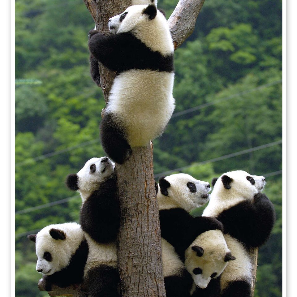 Pandas 2