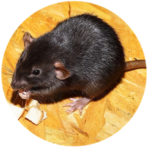 392ac7ae 976e 45c3 8063 1bf822286833 960x960 rat