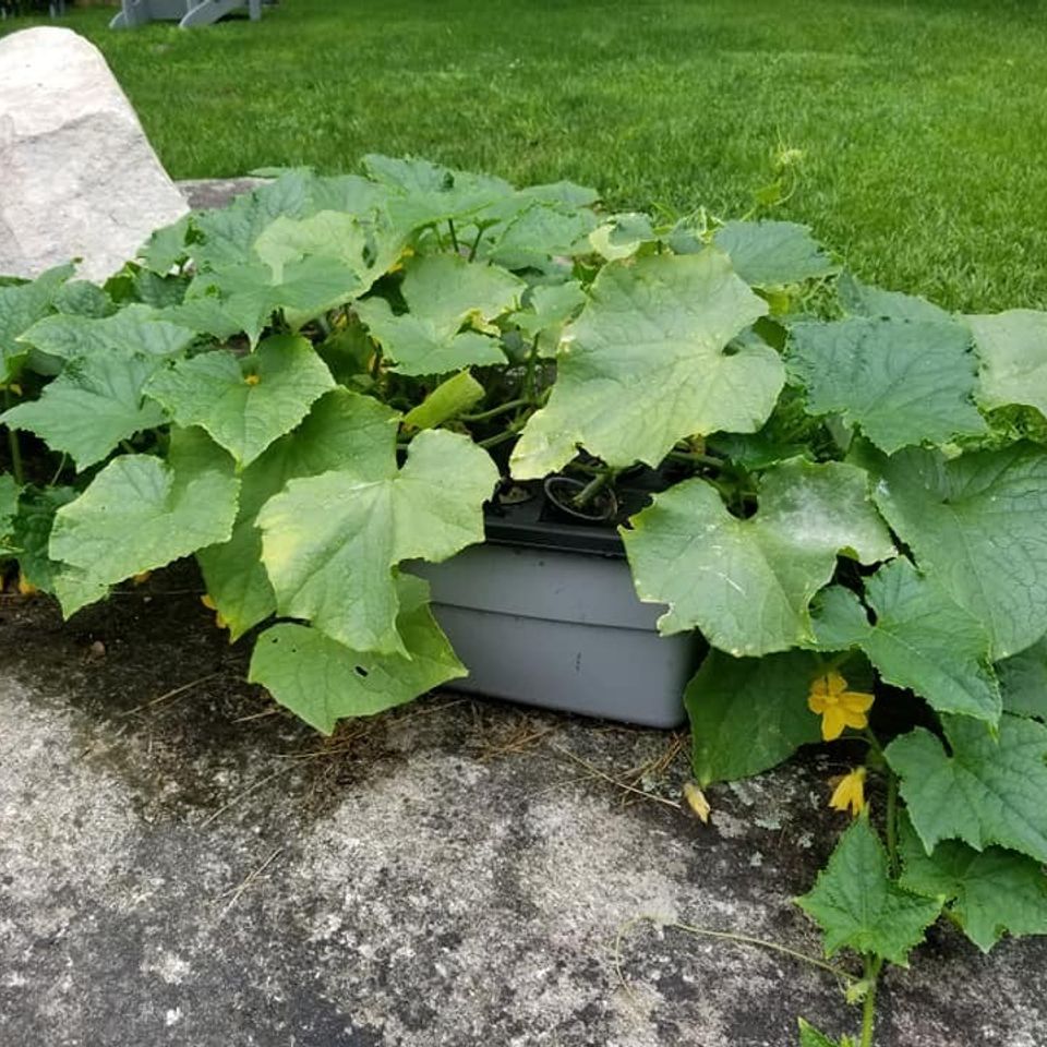 Cucumber hydroponic