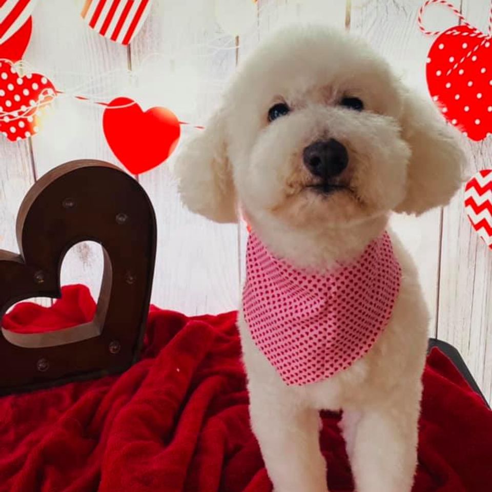 White bichon dog with bandana poses after grooming