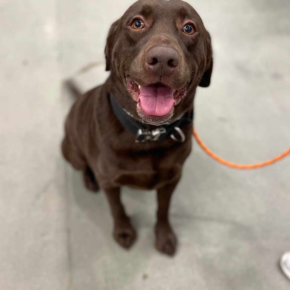 Duke