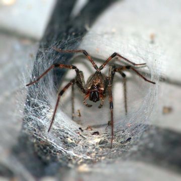 Funnel spider 55168 960 72020180118 21972 1jp1s9u