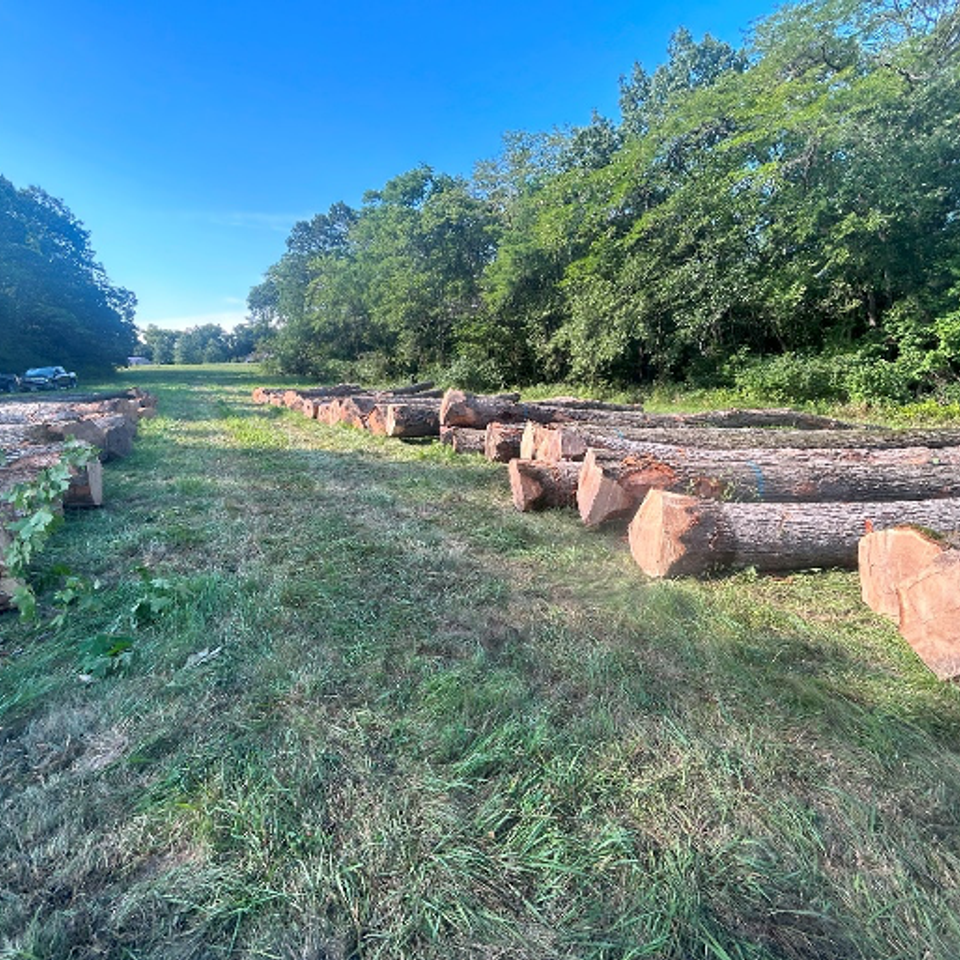 Timber harvest4