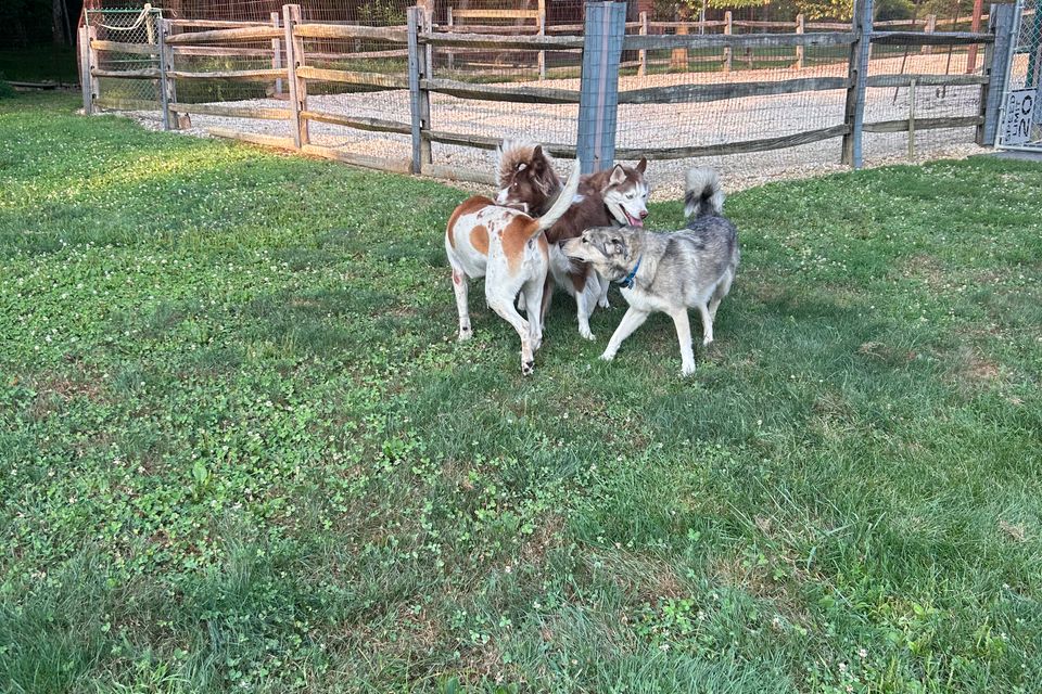 Round of dogs