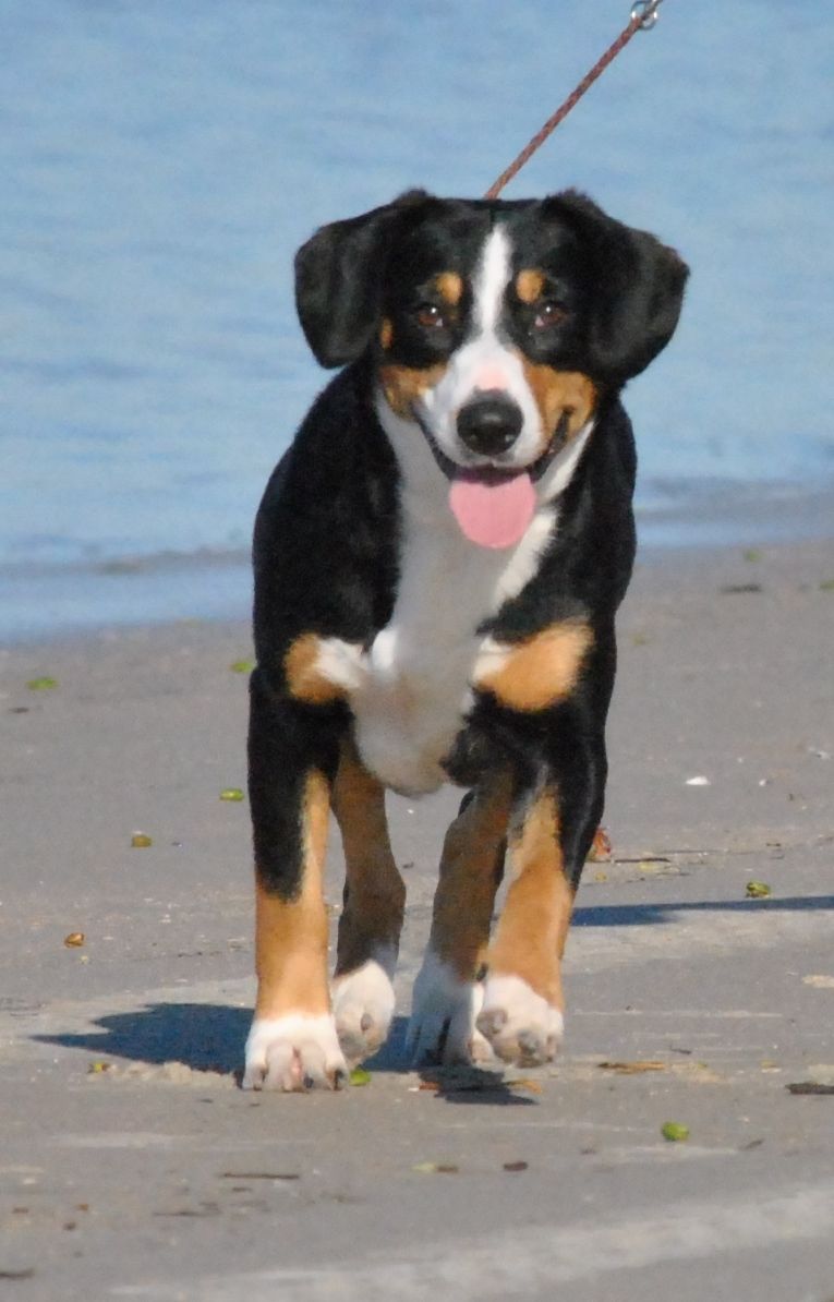 Cookie beach 4
