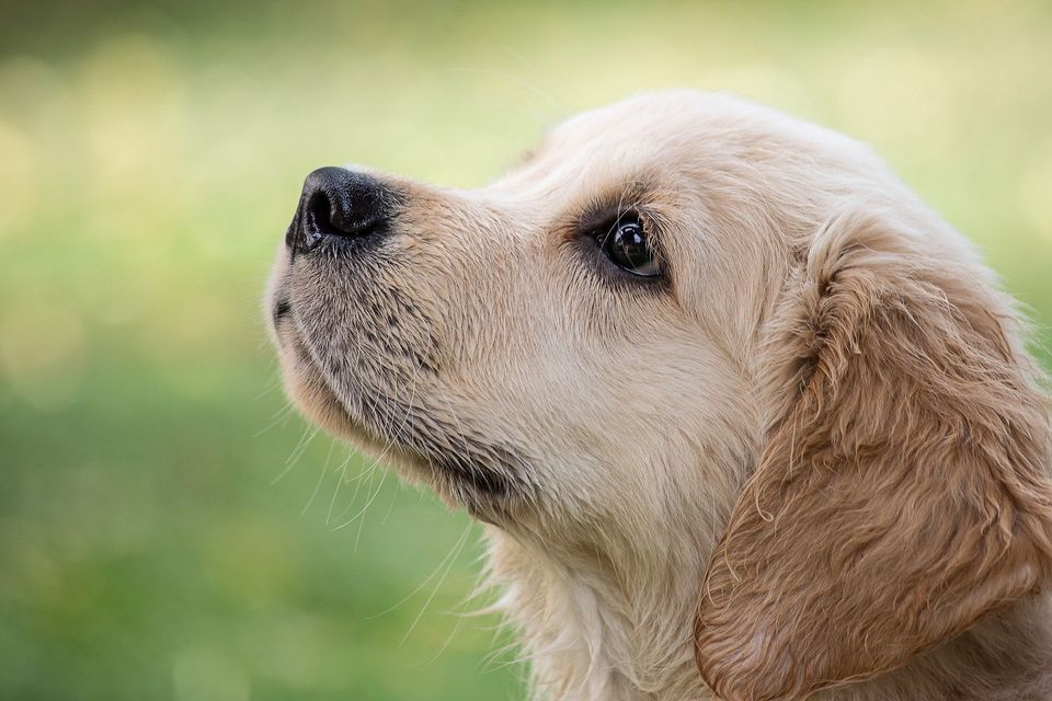 Dog 4390885 1920