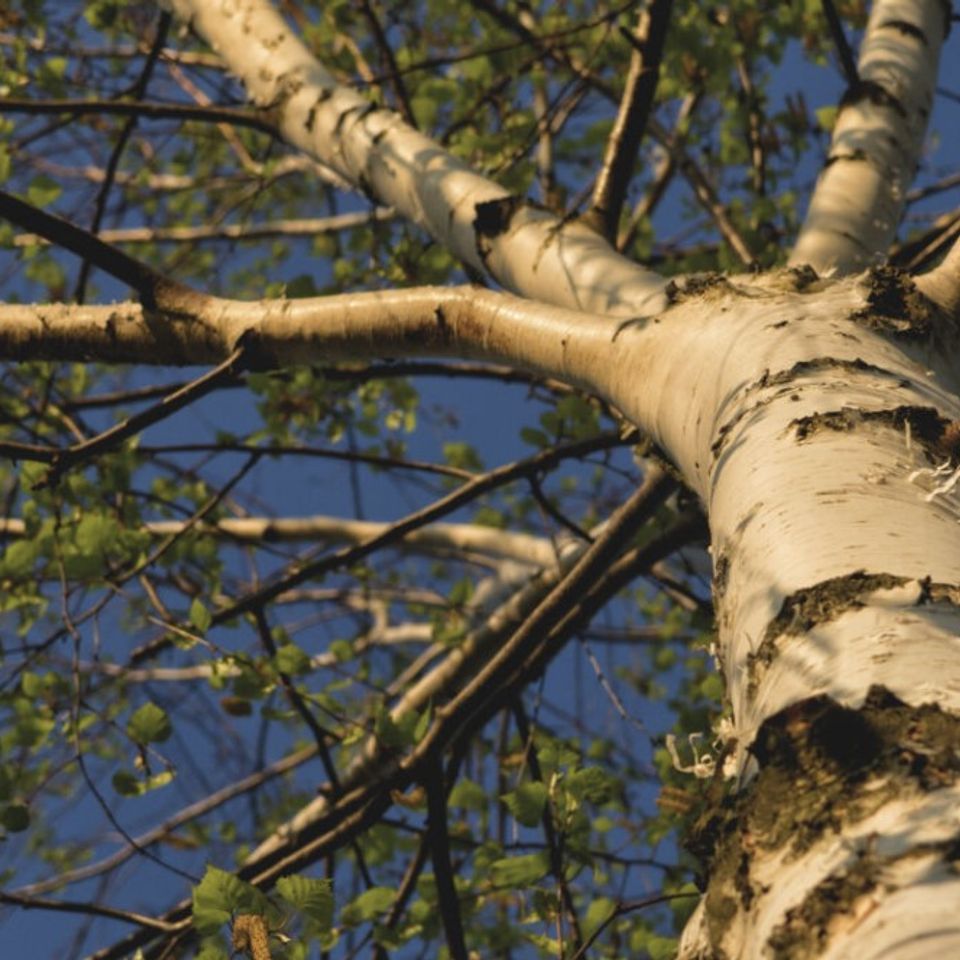 tree trimming el dorado hills