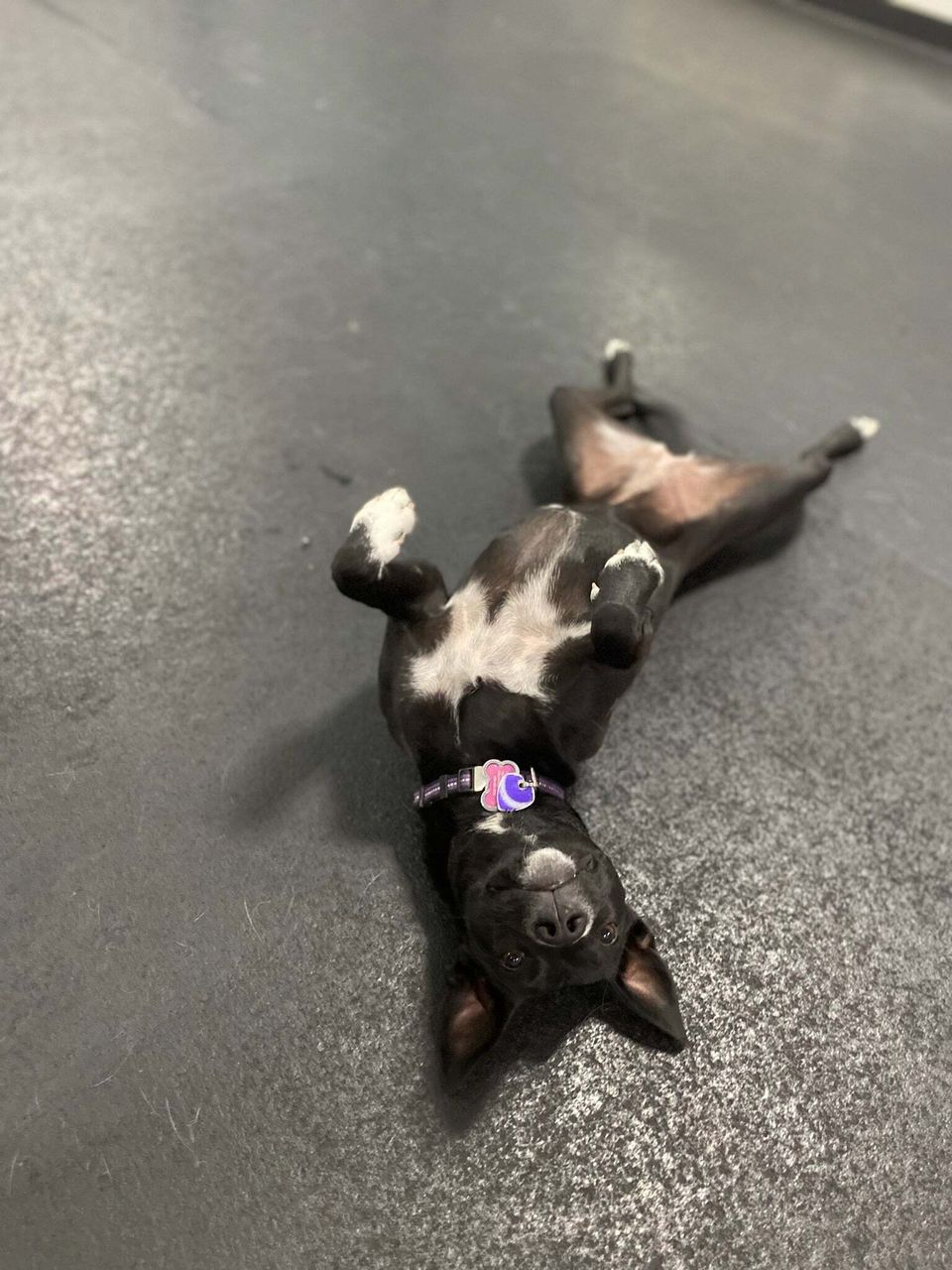 Bellyrubs