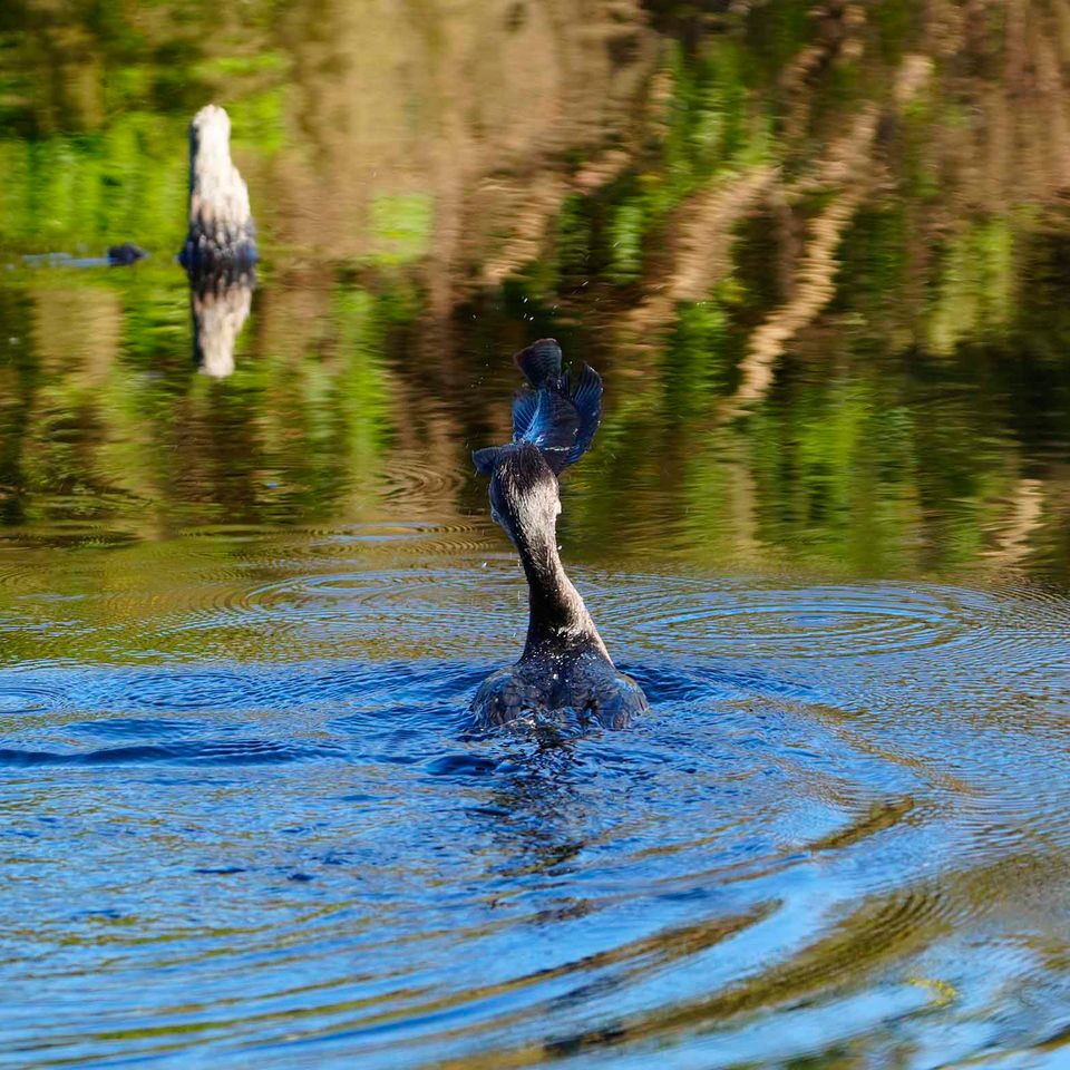 Bird eating fish rear view website