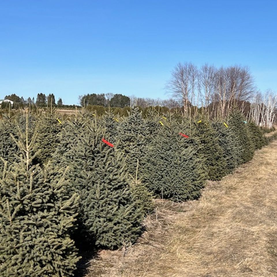 Black hills spruce various sizes