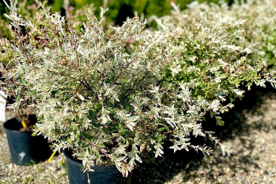 Bush