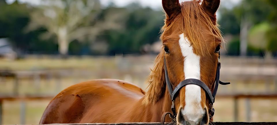 Brown horse looking copy