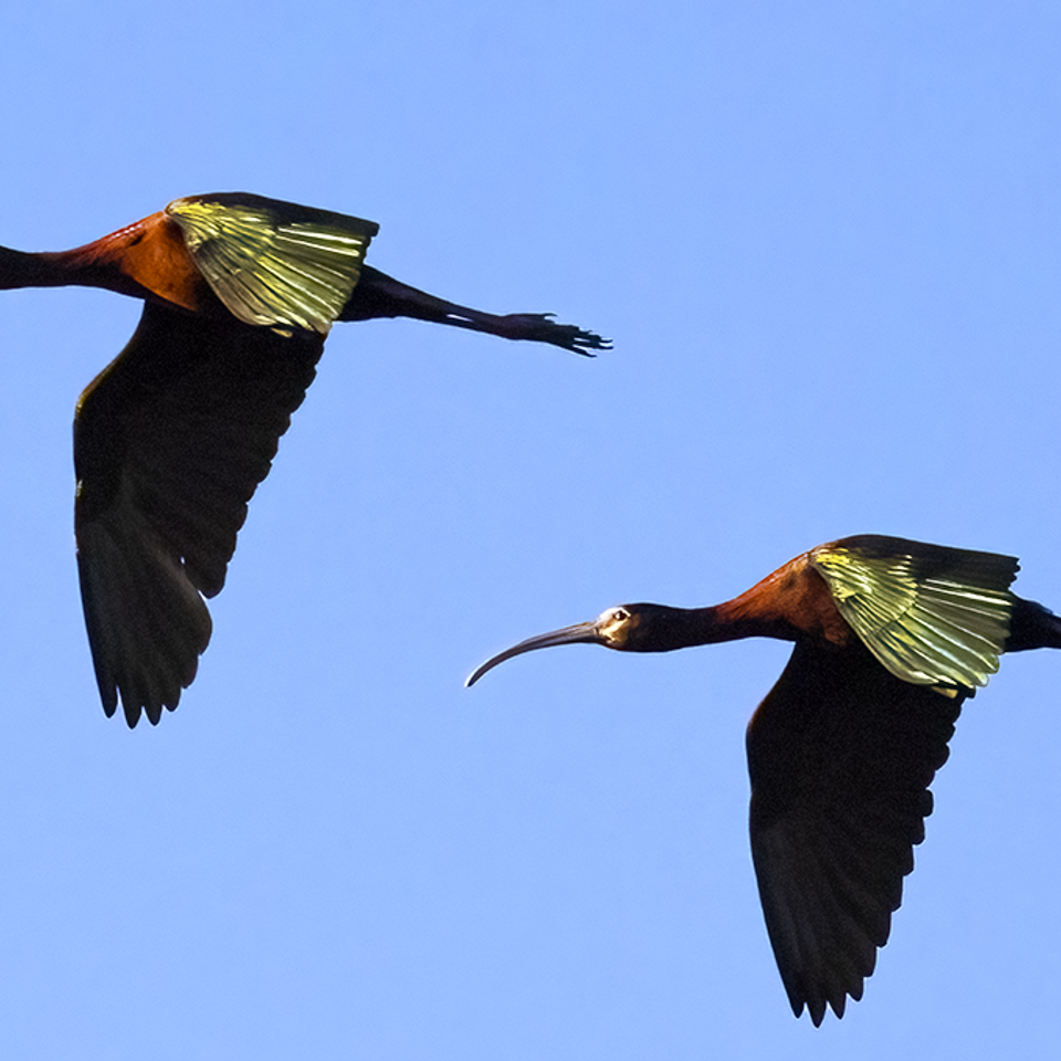 White faced ibis 2 close