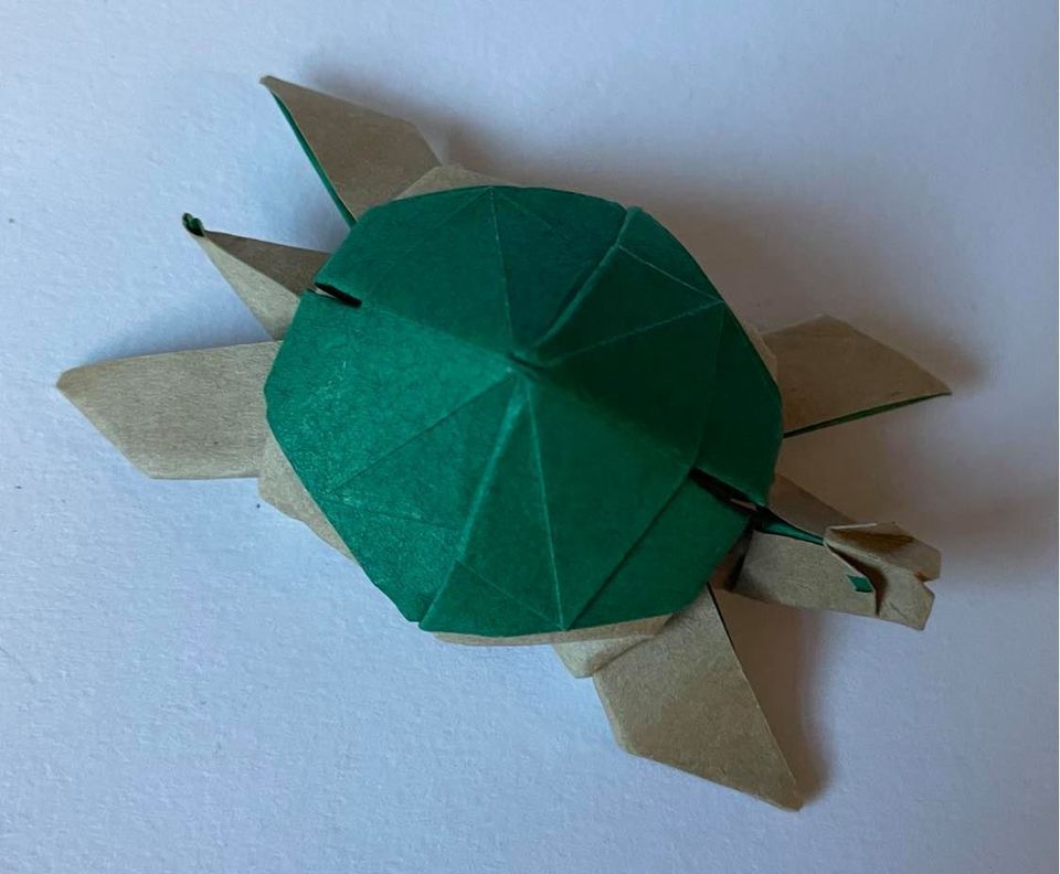 Child enzotuzzolo entry turtle1
