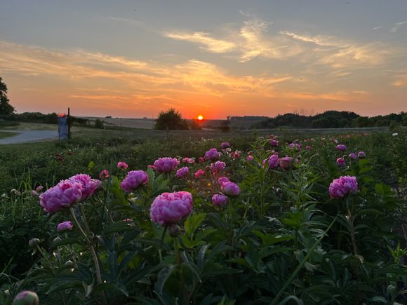 Peony 2s