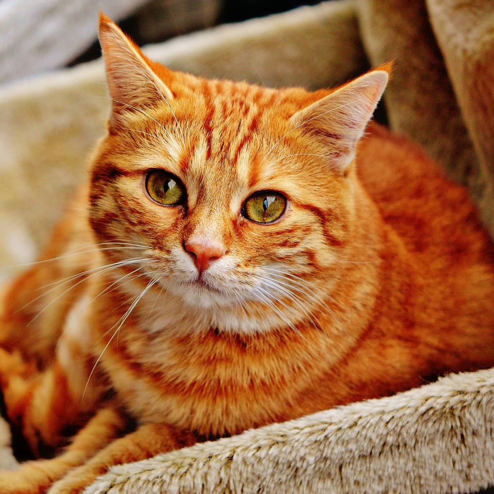 Cat g3d4a6e927 1920