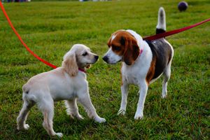 Pet walking