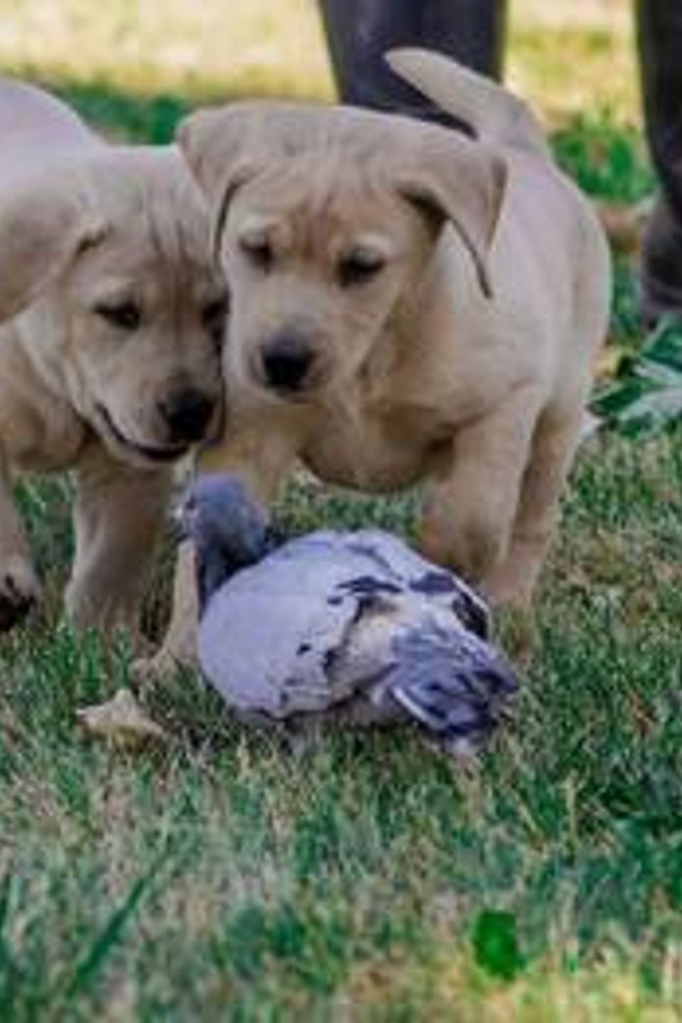 red and yellow lab puppies