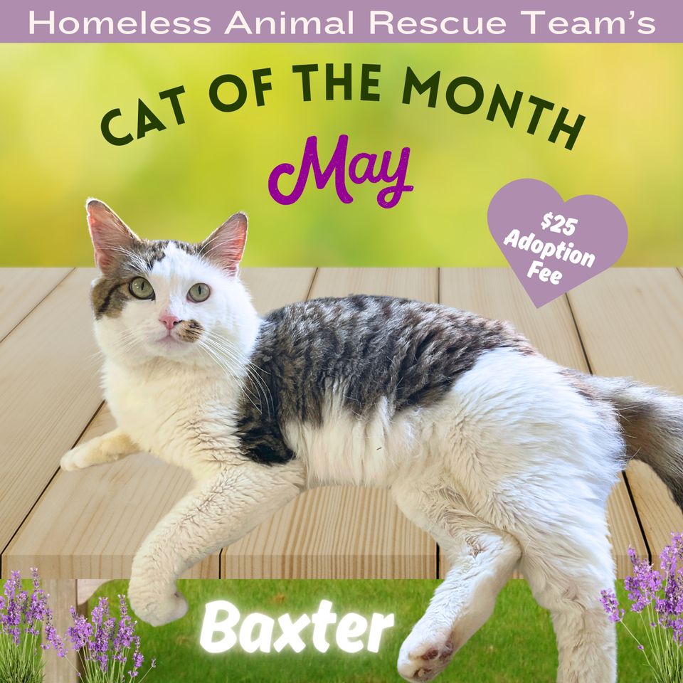May cat of the month baxter (2)
