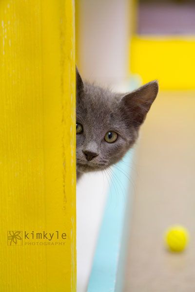 Kitten7323