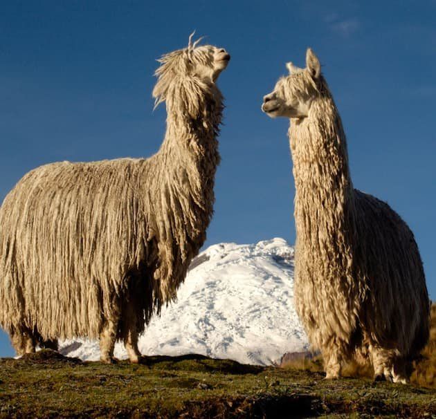 Two very furry alpaca's in Peru