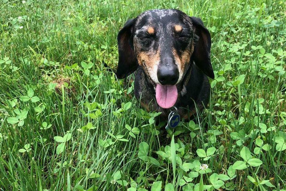 Black brown dog grass