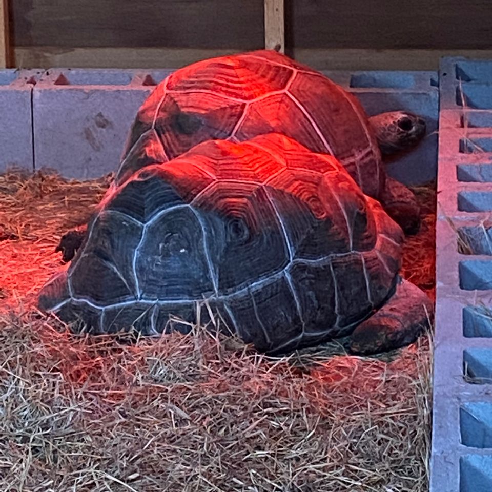 Aldabra tortoise