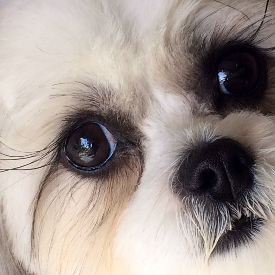 Faces   jessie  shih tzu