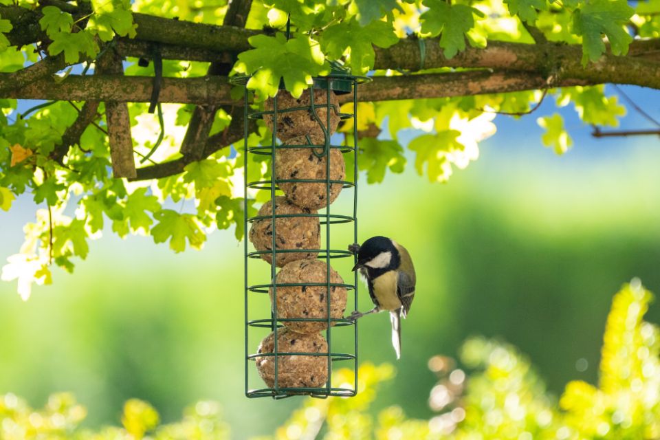 Bird feeders img