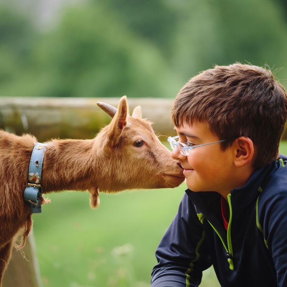 Boy kissing goat