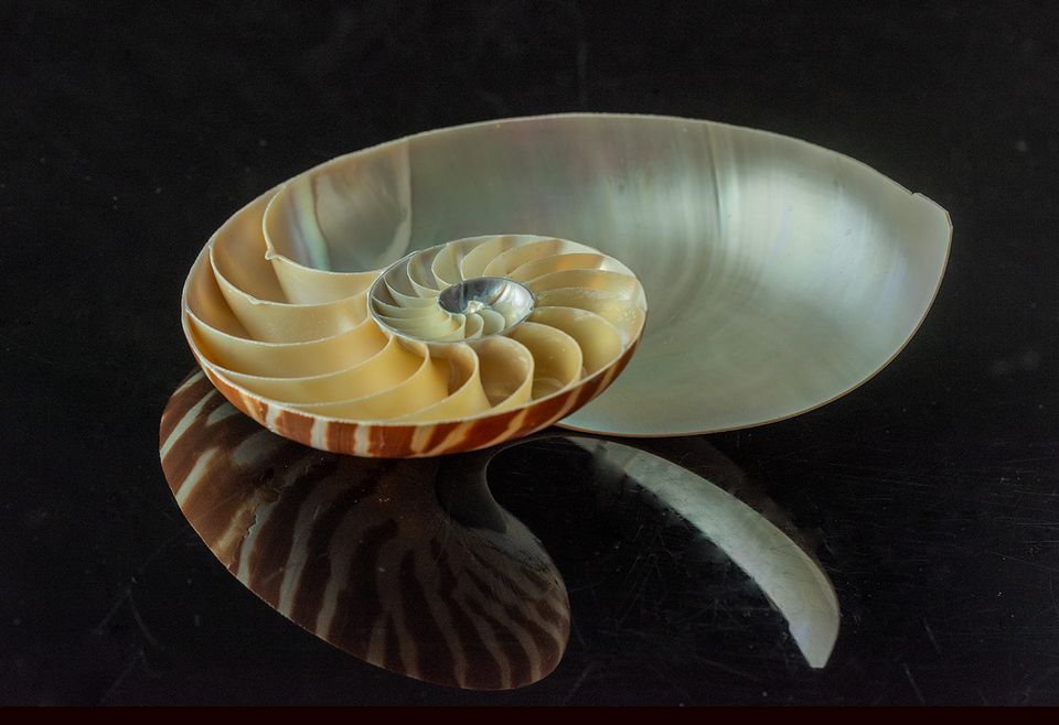 Julie lheureux nautilus shellartexhibit
