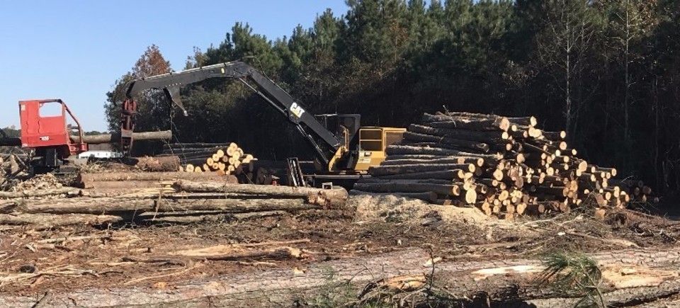 hardwood logging, pine timber, poplar timber, oak timber, site cleaning, JMW Logging, North Carolina Logger