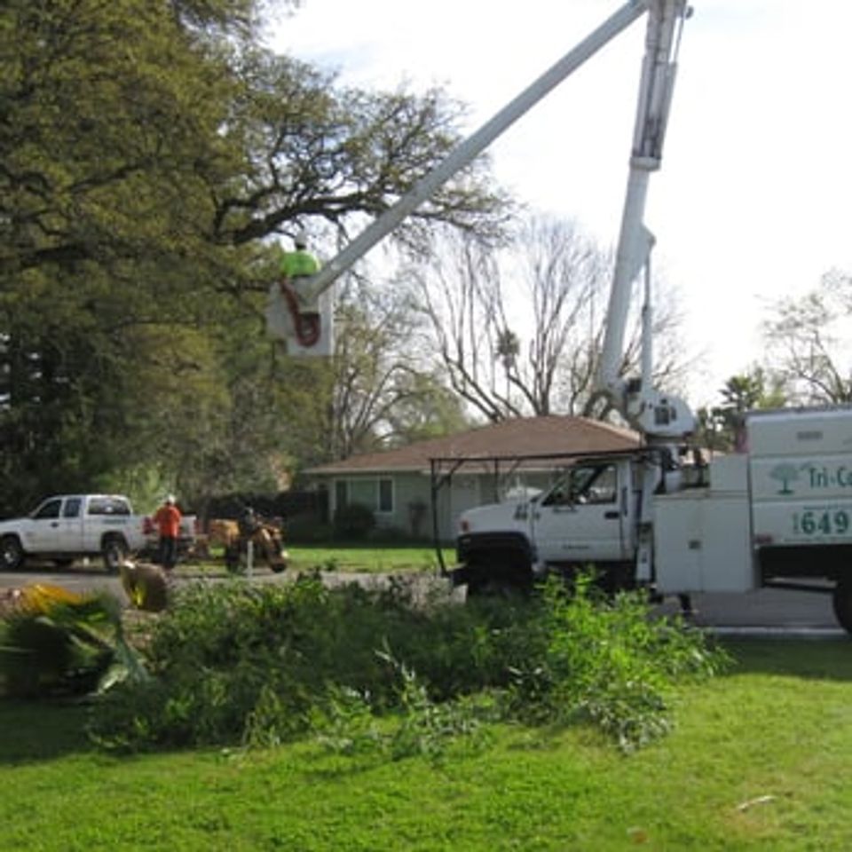 Professional oak tree removal using high-reach bucket truck for heritage tree management – Bud’s Tri-County Tree Services Inc. – Licensed #785788