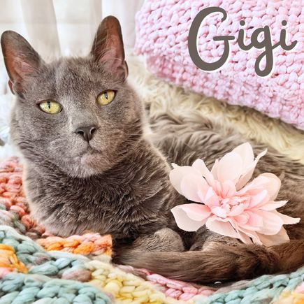 Gigi