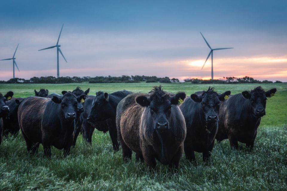 Beautiful view of herd of cows on a farm 2026 01 07 07 16 25 utc (1)