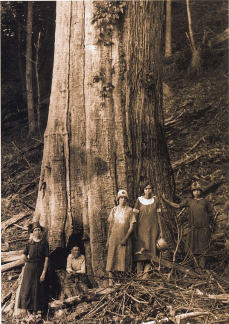 Chestnut tree  1920s