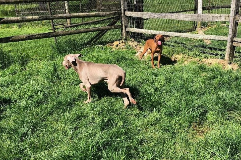Goose and shay