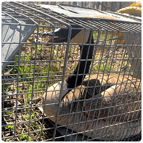 Wildlife geese