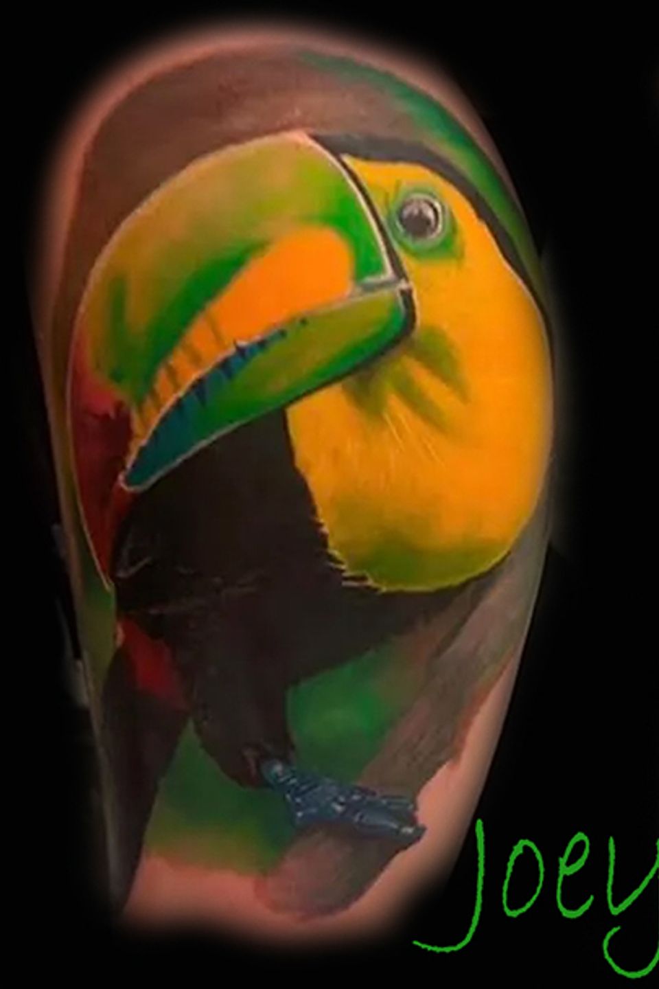 Joey toucan