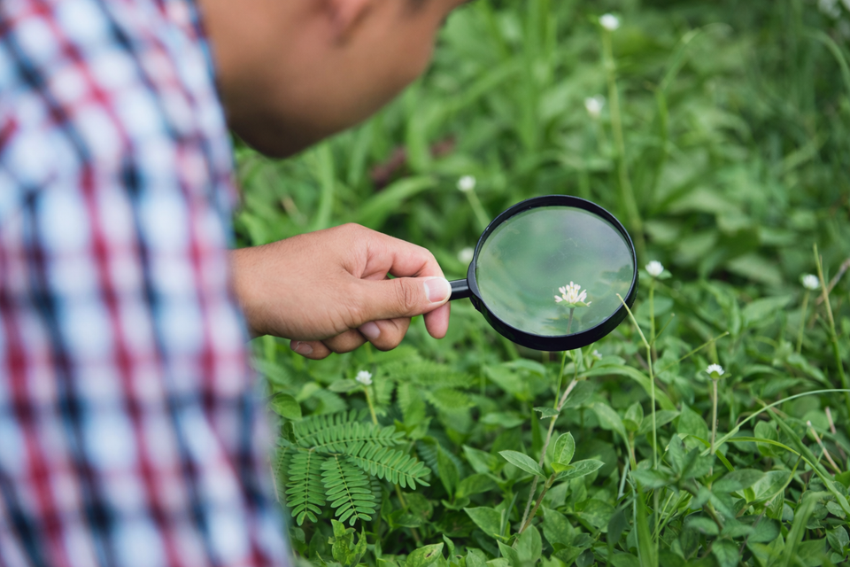 Lawn Health analysis