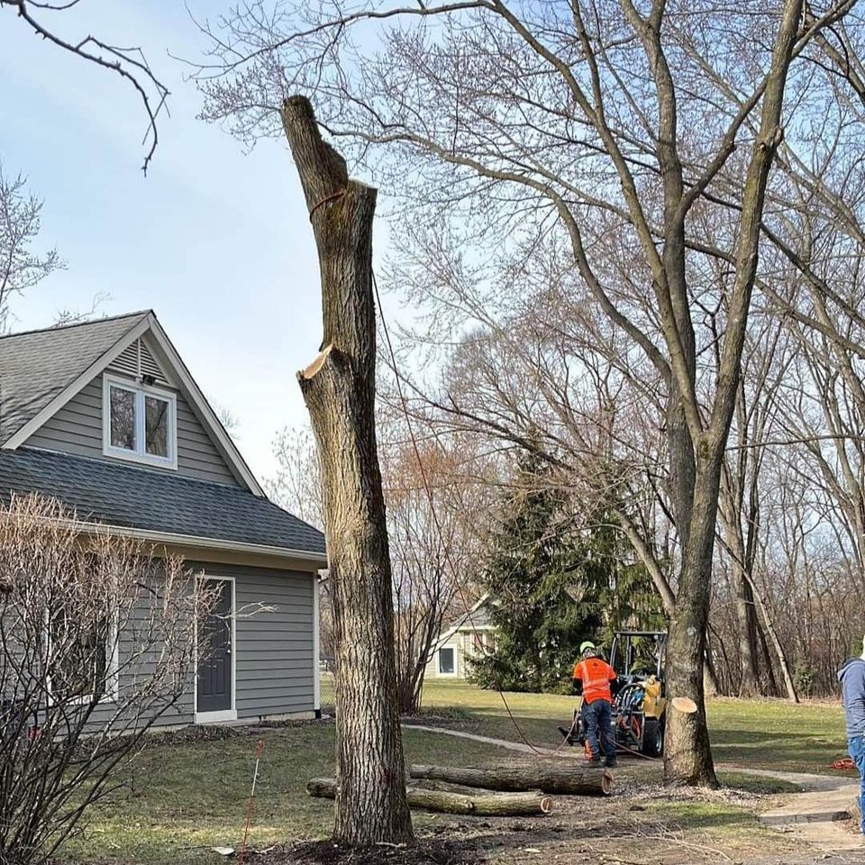 Bobby Tree Care Tree Removal